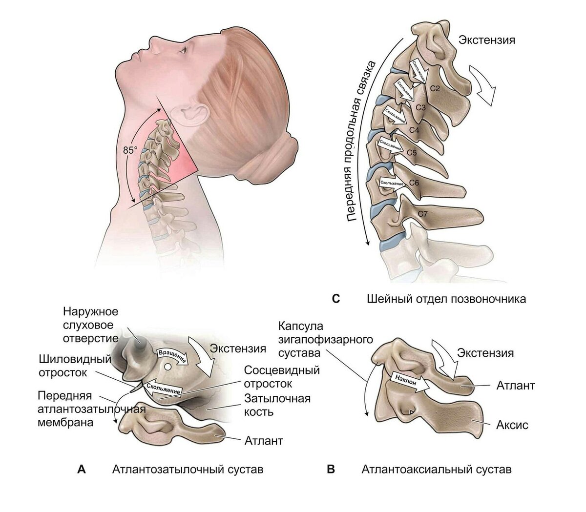 Позвоночник шейный отдел строение фото Записка № 34. О бедном атланте замолвите слово Записки на энцефалограммах Дзен