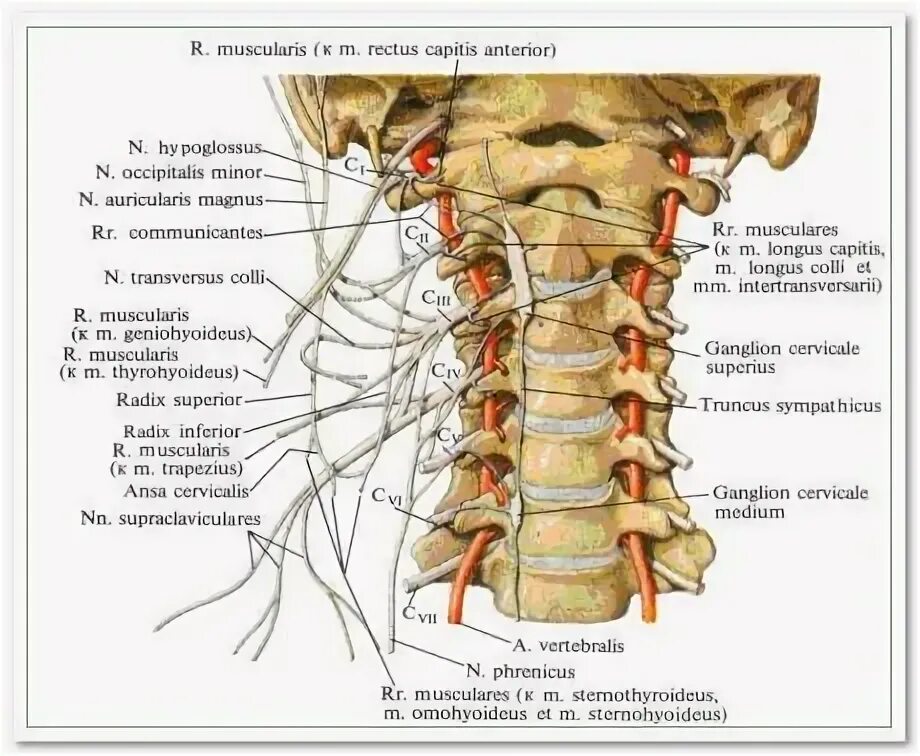 Позвоночник шейный отдел строение фото Анатомия Шейные позвонки, Позвоночные и Мозг