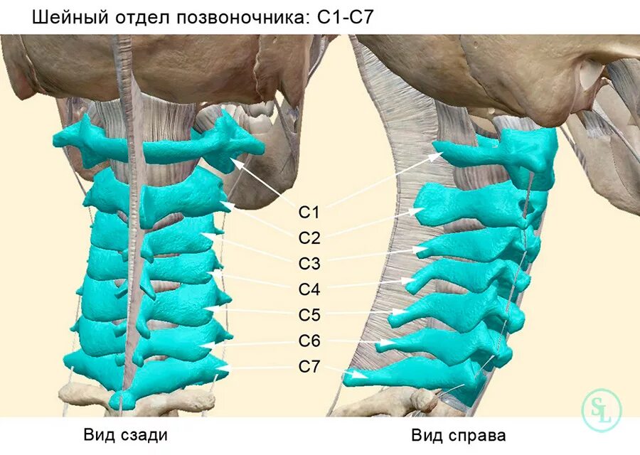 Позвоночник шейный отдел строение фото Грыжа шейного отдела позвоночника, виды, лечение, операция, стоимость