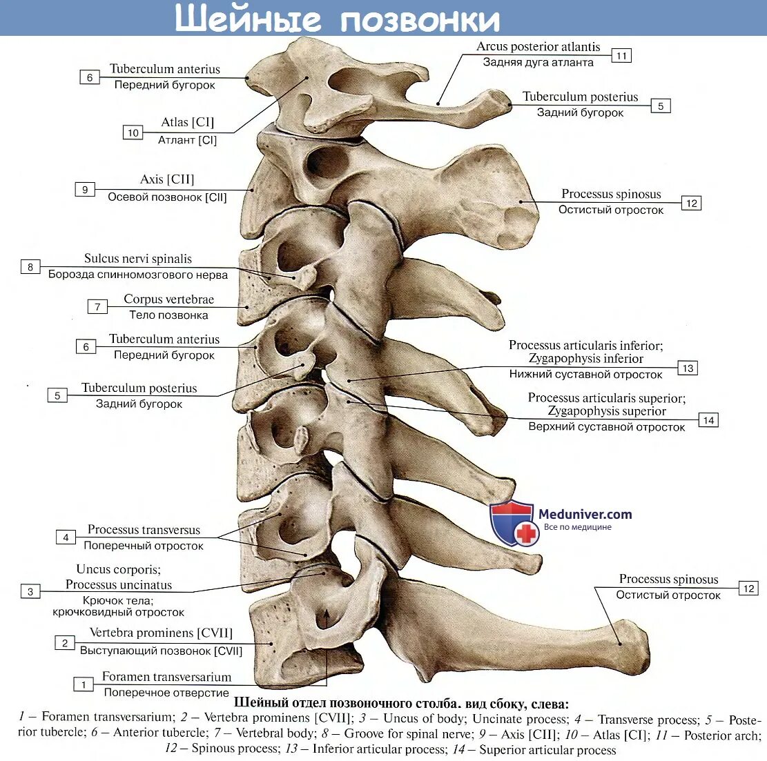 Позвоночник шейный отдел строение фото Шейные позвонки, vertebrae cervicales. Анатомия