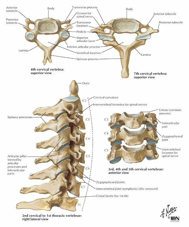 Позвоночник шейный отдел строение фото Cervical Spine: Naver Blog Cervical vertebrae, Cervical, Medical anatomy