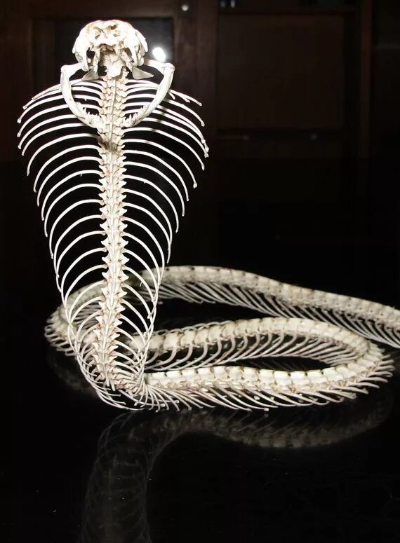 Позвоночник змеи фото King cobra skeleton by TheBoneLair on Etsy Animal skeletons, King cobra snake, S