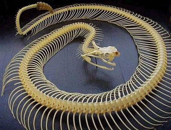 Позвоночник змеи фото Skeletons of The Snakes are not alive and they cannot attack you but still they 