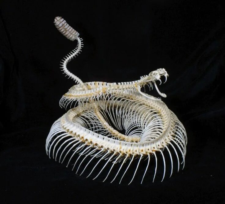 Позвоночник змеи фото rattlesnake-skeleton-lg.jpg (800 × 726) Animal skeletons, Animal skulls, Snake