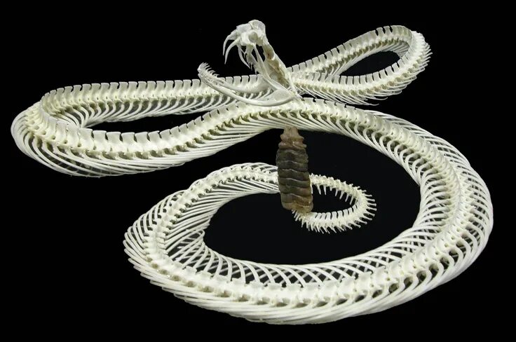 Позвоночник змеи фото Crotalus ??? Skeleton with rattle attached Credit: http://bioweb.wku.edu/faculty