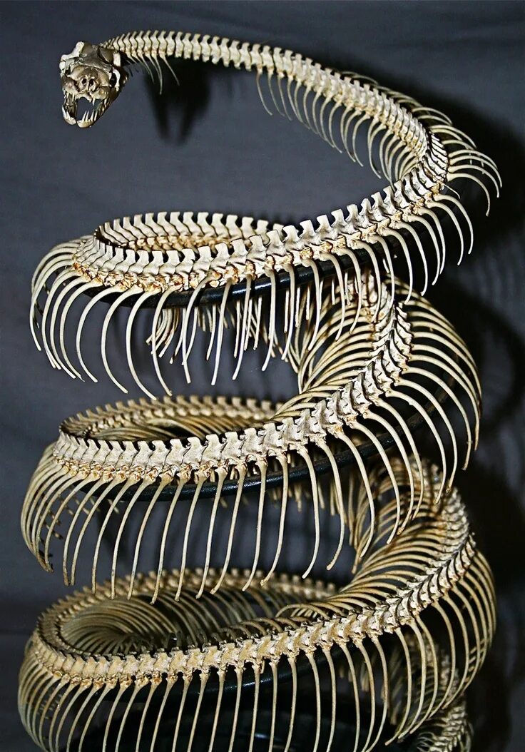 Позвоночник змеи фото Serpent, Pierre-Yves Renkin, fabuleux taxidermiste belge. Snake art, Animal skel