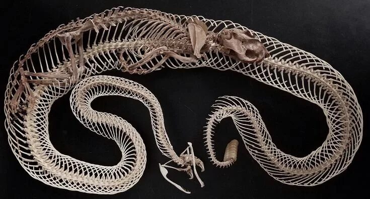 Позвоночник змеи фото Skeleton of an Eastern Diamondback snake digests a squirrel. Credit: Steve Huske