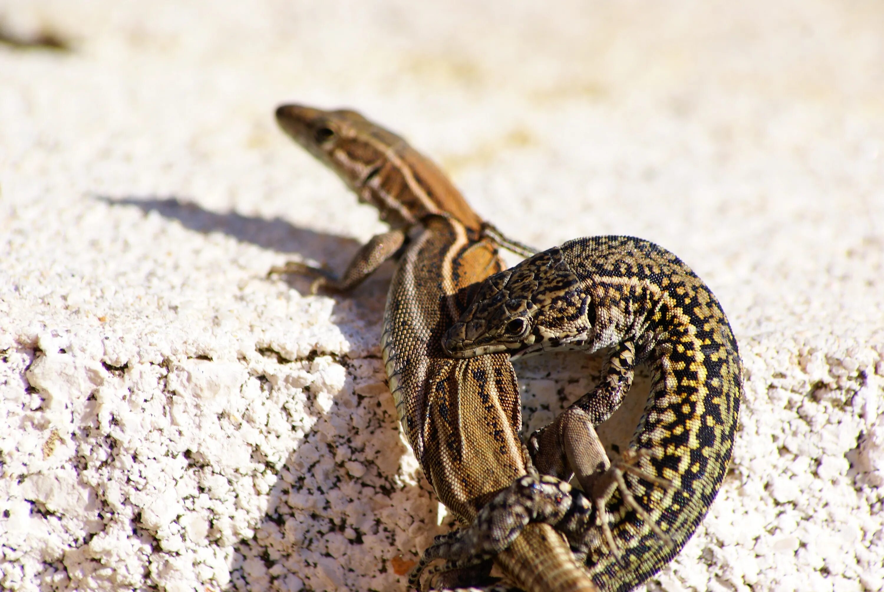 Позвоночные животные фото Free Images : nature, wildlife, green, fauna, lizard, close up, vertebrate, rept