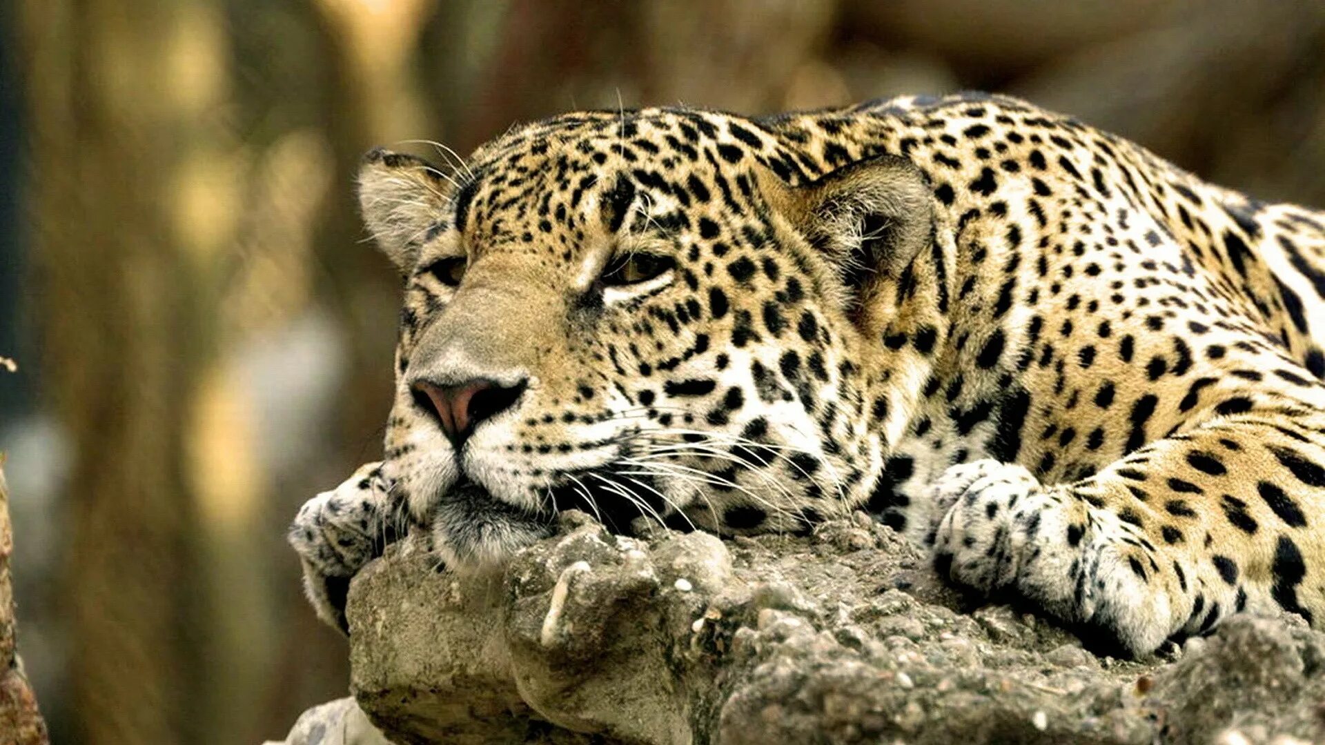 Позвоночные животные фото Wallpaper : 1920x1080 px, animals, leopards 1920x1080 - CoolWallpapers - 1655119