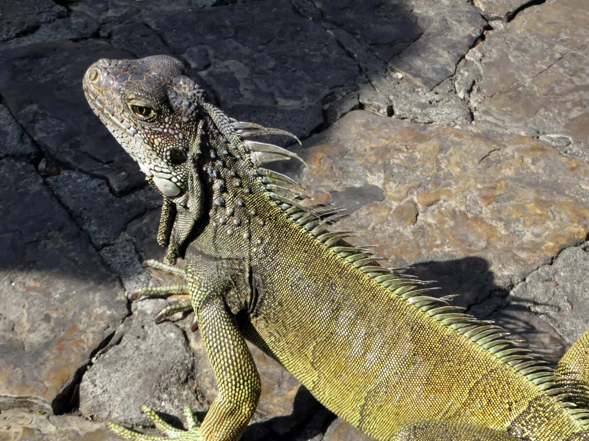 Позвоночные животные фото Free Images : wildlife, green, iguana, fauna, lizard, wild animal, vertebrate, s