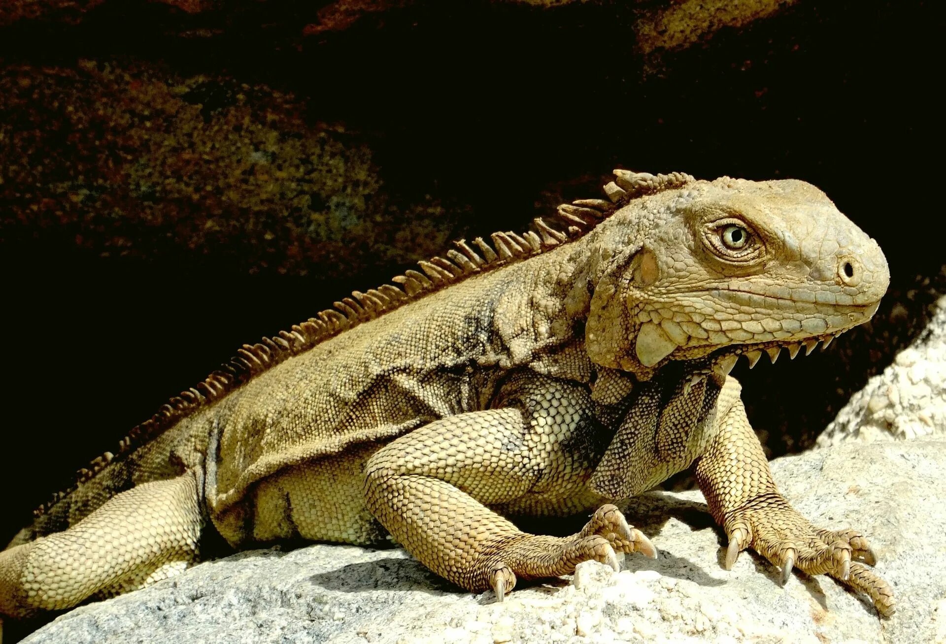 Позвоночные животные фото Iguana Specialist Group: Iguanas are among the world's most endangered animals. 