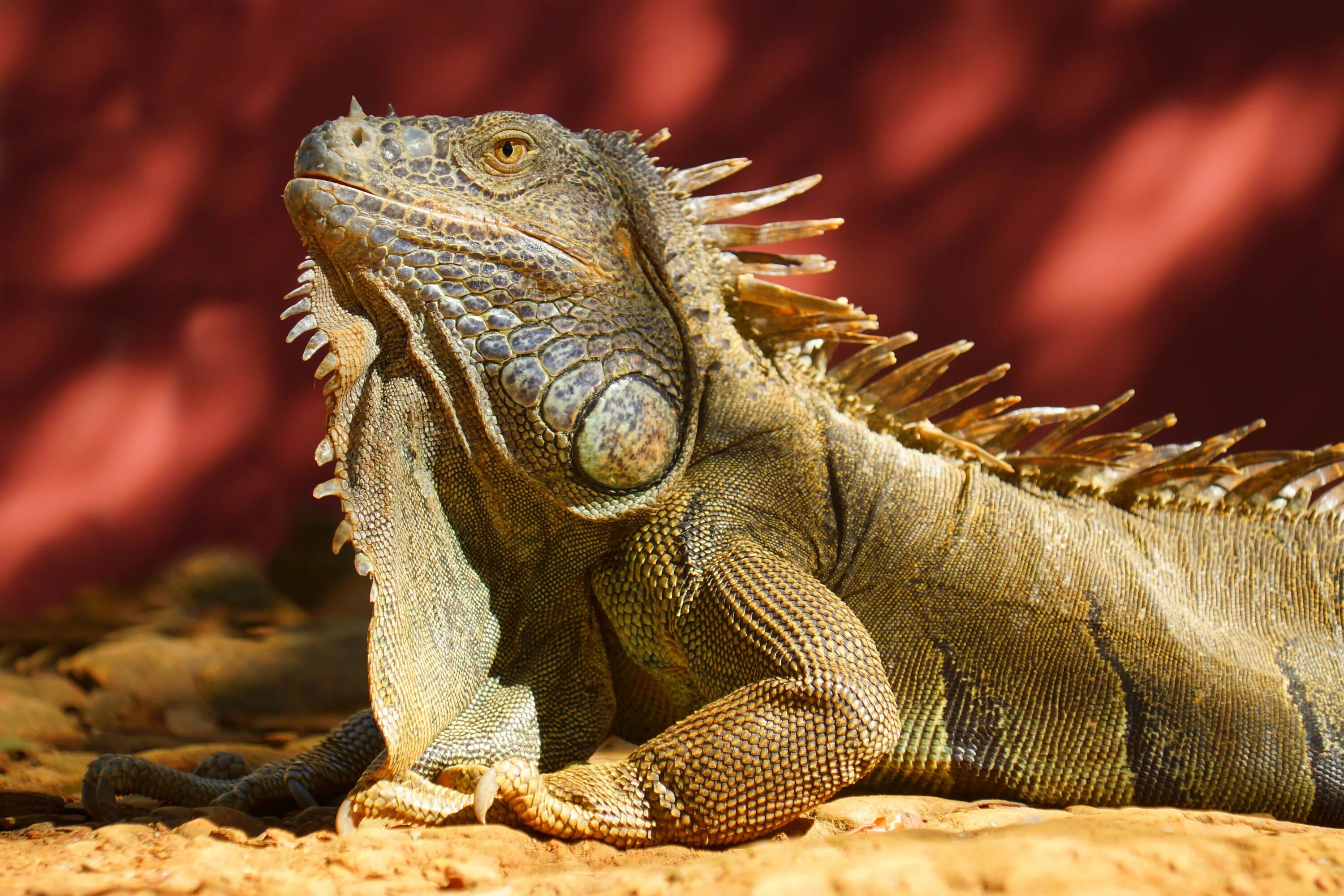 Позвоночные животные фото Free Images : sun, wildlife, red, iguana, fauna, lizard, close up, beige, verteb