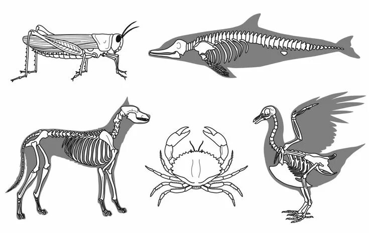 Позвоночные животные картинки Difference between Endoskeleton and Exoskeleton Life cycles, Science and nature,