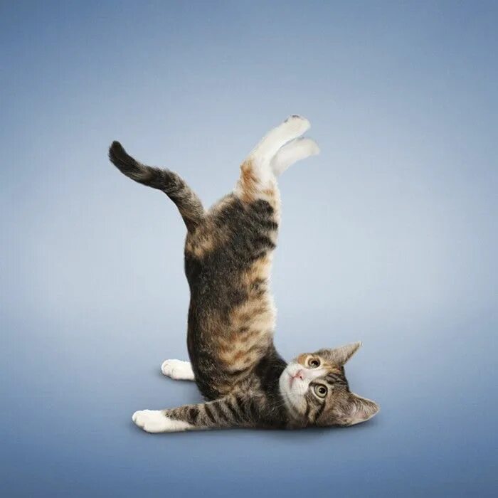 Позы котов фото yoga cats Cats Gallery Кошки и котята, Милые котики, Товары для животных