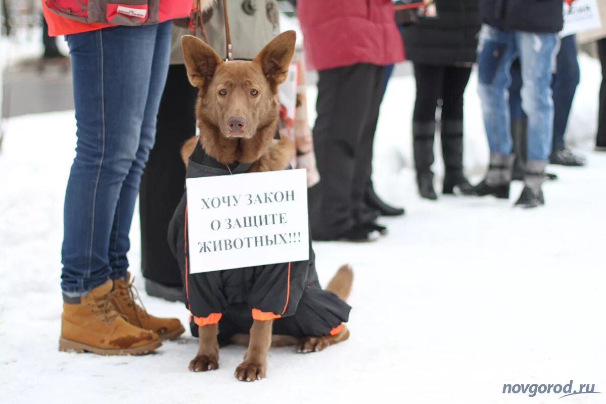 Права животных фото Возле ТД "Русь" прошёл пикет в защиту животных "Россия без жестокости"