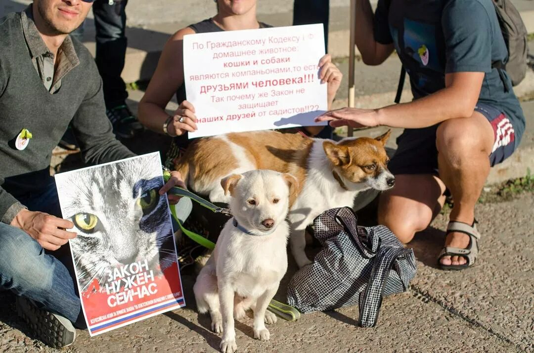 Права животных фото На Театральной площади Омска собрались зоозащитники - ОмскПресс