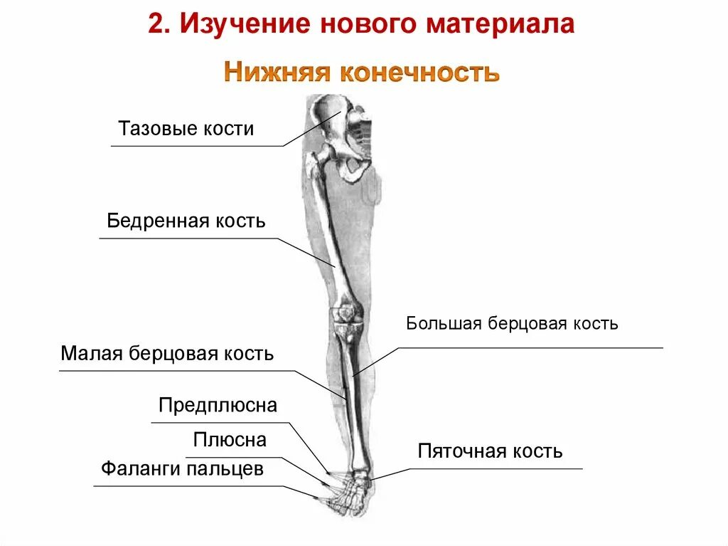 Правая берцовая кость где находится фото Картинки БЕРЦОВЫЕ КОСТИ