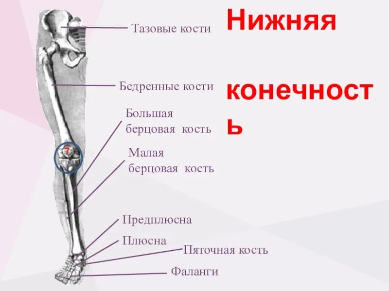 Правая берцовая кость где находится фото Тазовая и бедренная кость подвижная или неподвижная