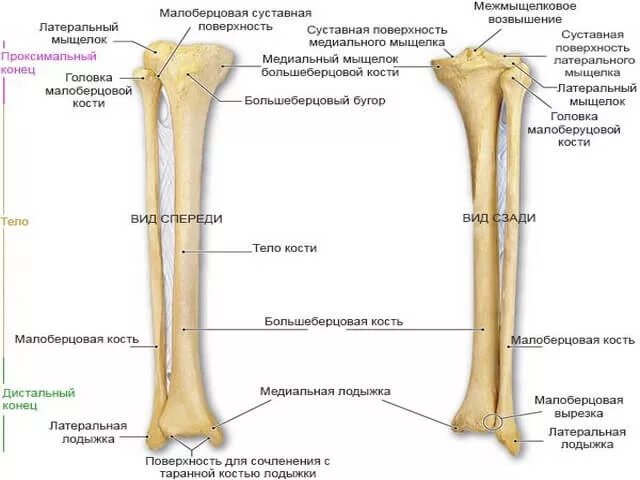 Правая берцовая кость где находится фото Берцовые кости: строение и патологии