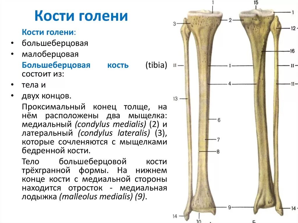 Правая берцовая кость где находится фото Дистальные и проксимальные конечности: найдено 78 изображений