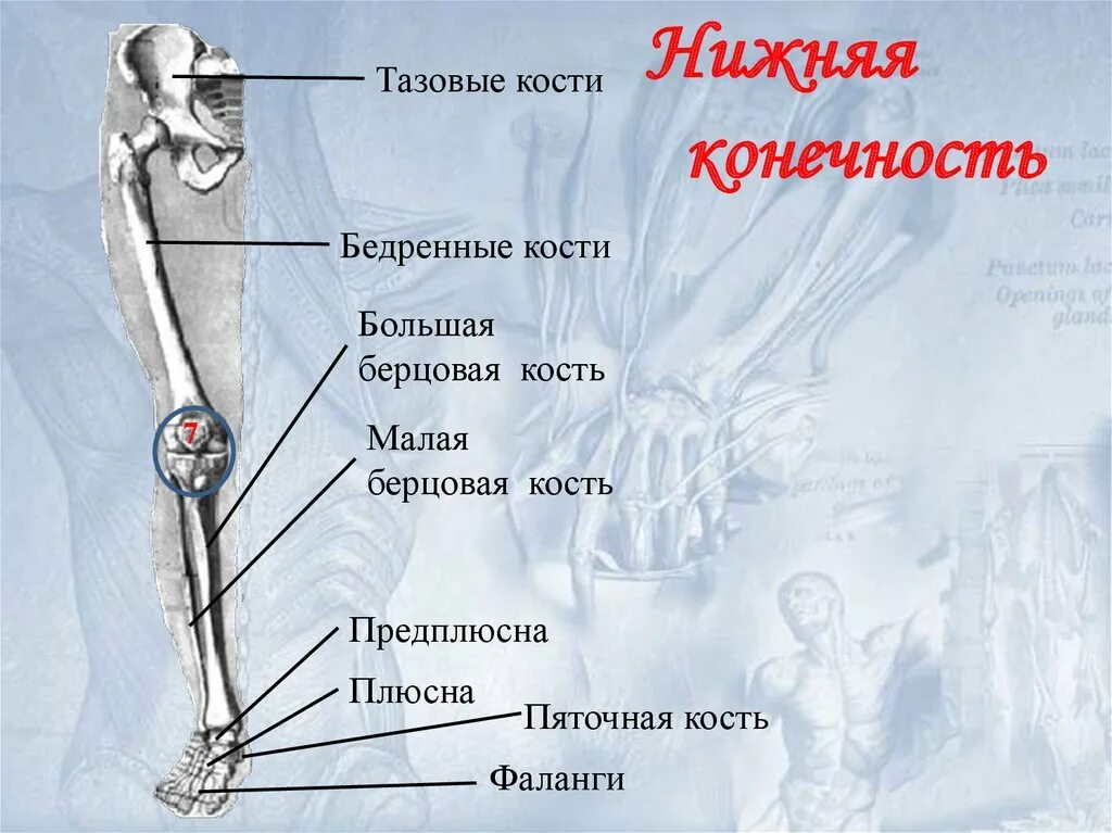 Правая берцовая кость где находится фото Где находятся берцовые кости