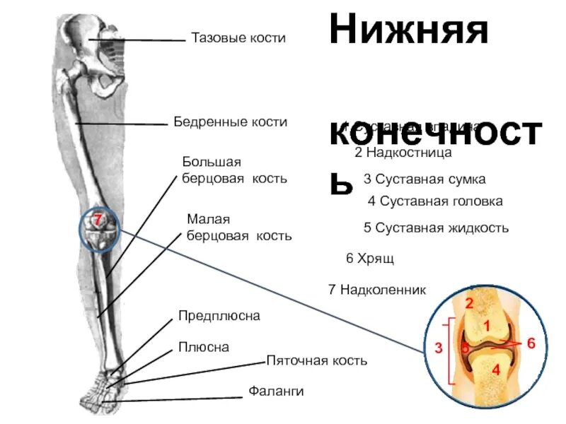 Правая берцовая кость где находится фото Картинки БЕРЦОВАЯ КОСТЬ ПОДВИЖНАЯ ИЛИ НЕТ