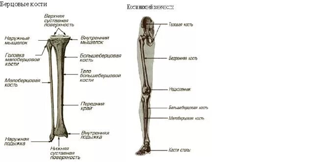 Правая берцовая кость где находится фото Берцовая кость ноги человека: найдено 86 изображений