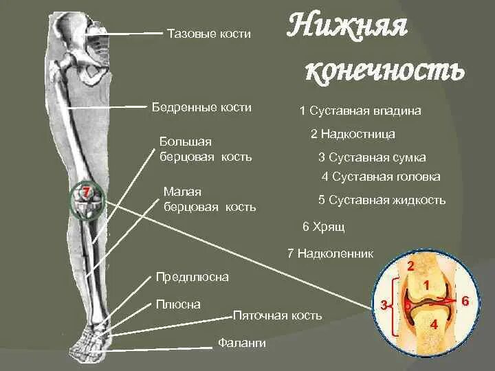 Правая берцовая кость где находится фото Где находятся нижние конечности: найдено 90 изображений