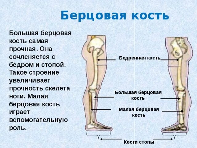 Правая берцовая кость где находится фото Урок 12. Скелет поясов и свободных конечностей. Соединение костей конечностей