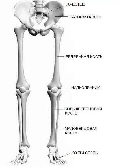 Правая берцовая кость где находится фото Картинки по запросу нижний пояс конечностей Картинки