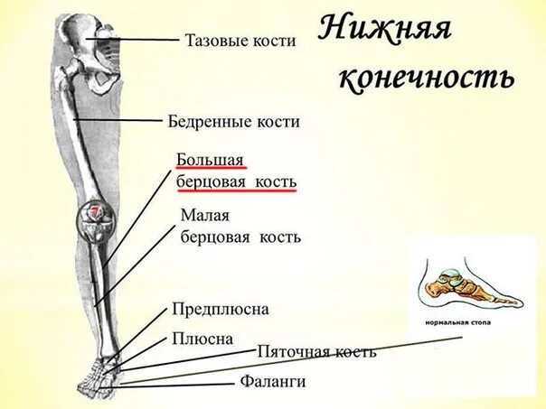 Правая берцовая кость где находится фото Часто задаваемые вопросы о Татуировке ВКонтакте