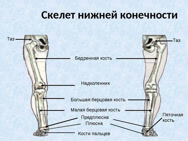 Правая берцовая кость где находится фото Что состоит из большой и малой берцовой кости?