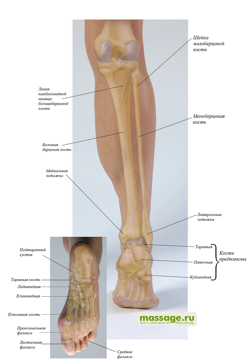 Правая берцовая кость где находится фото Берцовая кость где находится фото нога: найдено 84 изображений