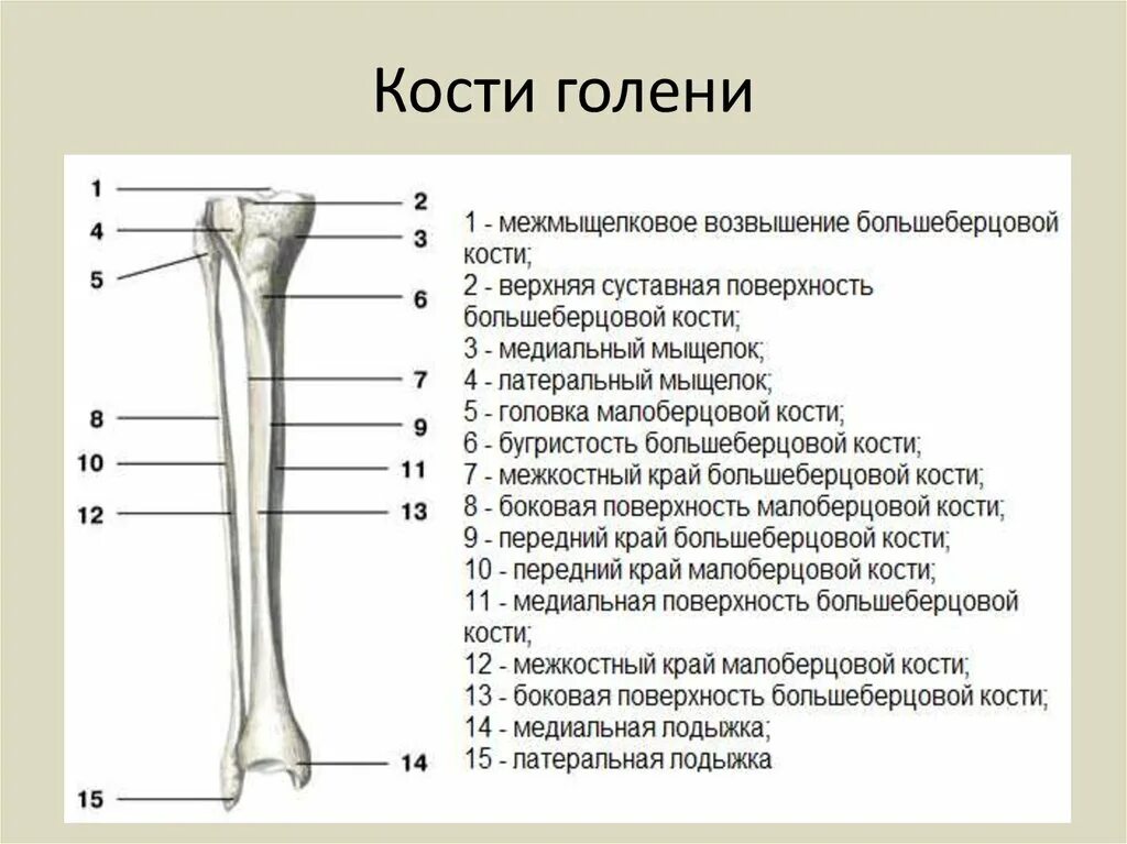 Правая берцовая кость где находится фото Кости голени анатомия