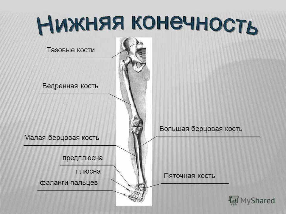 Правая берцовая кость где находится фото Большая берцовая кость на человеке - Арт Минск.ру