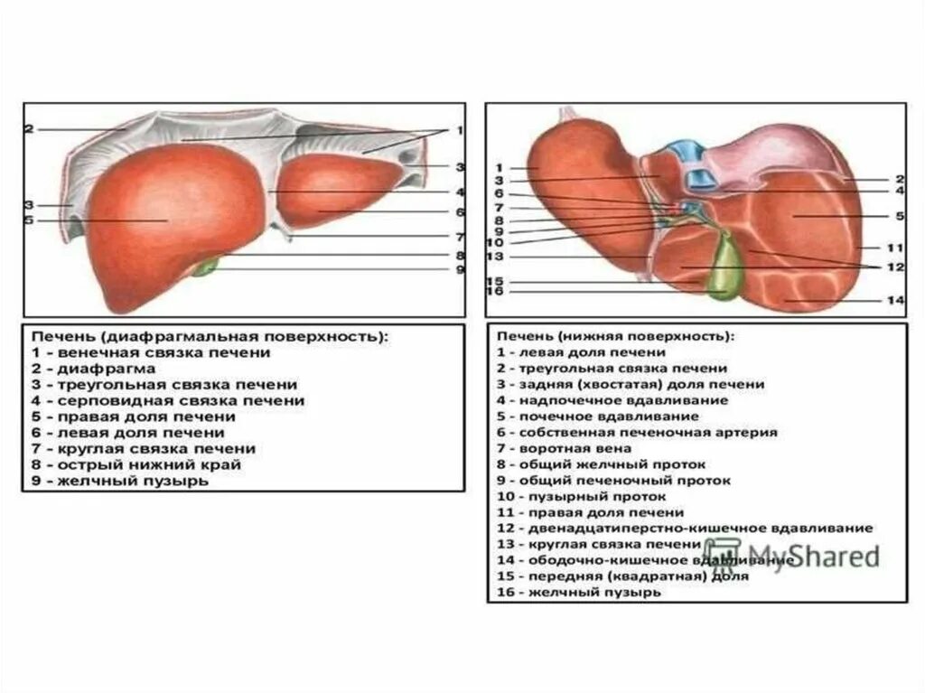 Правая доля печени фото Анатомия печени - презентация онлайн