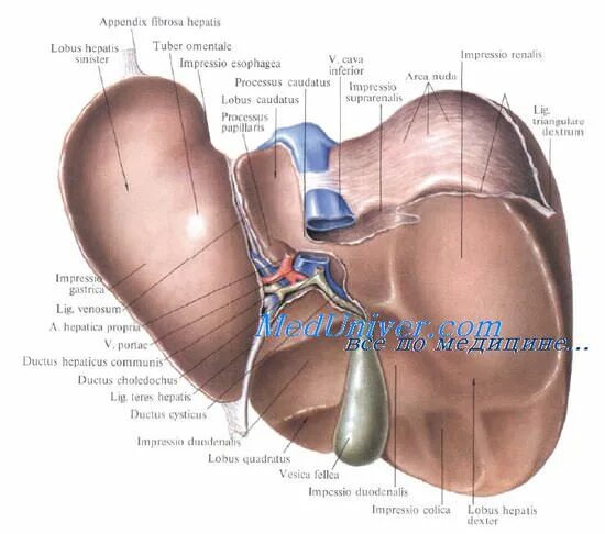 Правая доля печени фото Анатомия и физиология печени. Методы исследования печени