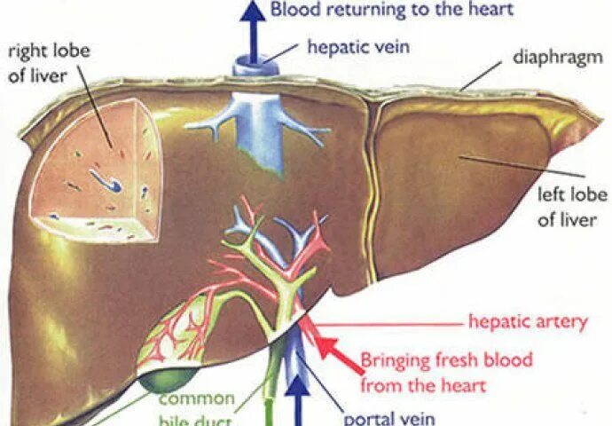 Правая доля печени фото Prirodni recept za čišćenje jetre Liver health, Liver detox, Physiology