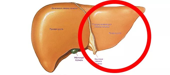 Правая доля печени фото Увеличение левой доли печени: причины и лечение проблемы buzzbabble.ru