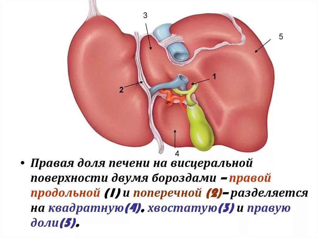 Правая доля печени фото Картинки ЛЕКЦИЯ ПЕЧЕНЬ