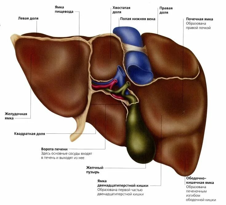 Правая доля печени фото анатомия печень Gezond