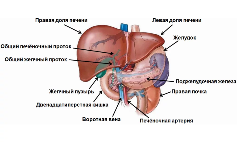 Правая доля печени фото Сегменты печени на МРТ ➡ как выглядят сегменты печени на снимке МРТ