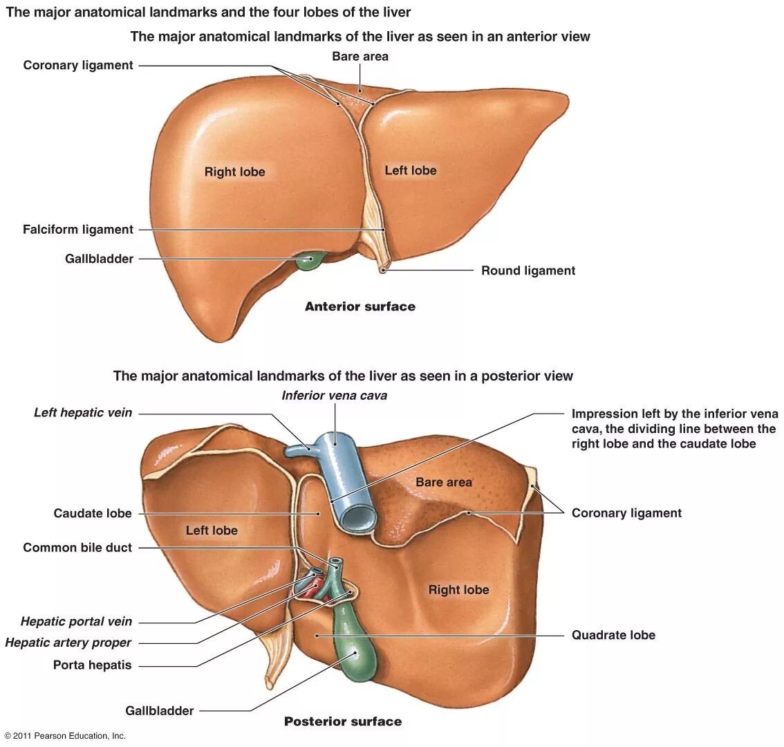 Правая доля печени фото Abdomen:Solid viscus:Liver RANZCRPart1 Wiki Fandom