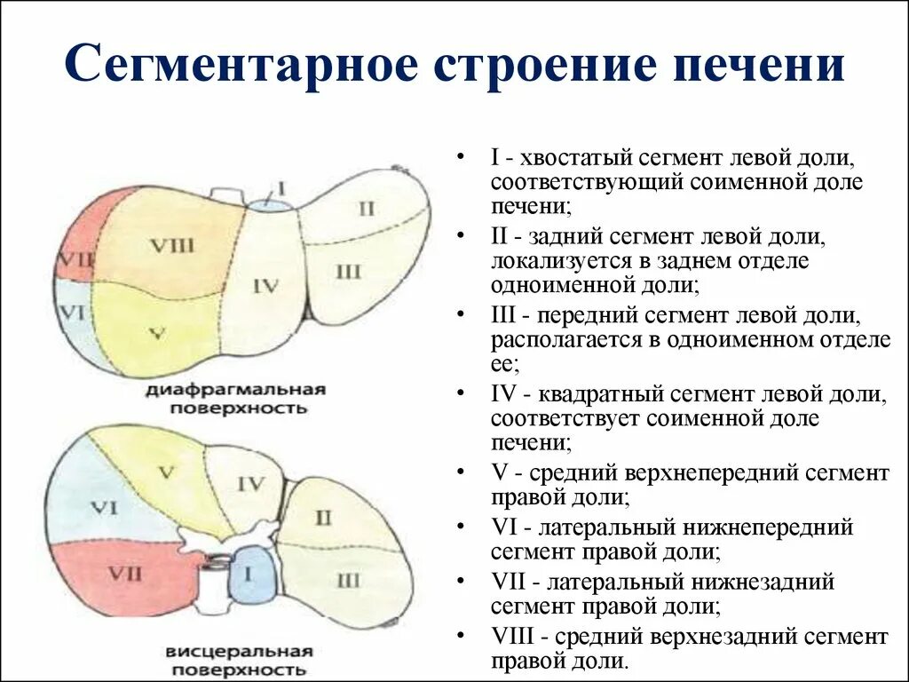 Правая доля печени фото Удаление доли печени: найдено 75 изображений