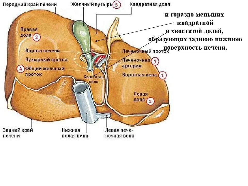 Правая доля печени фото Доли печени схема кт