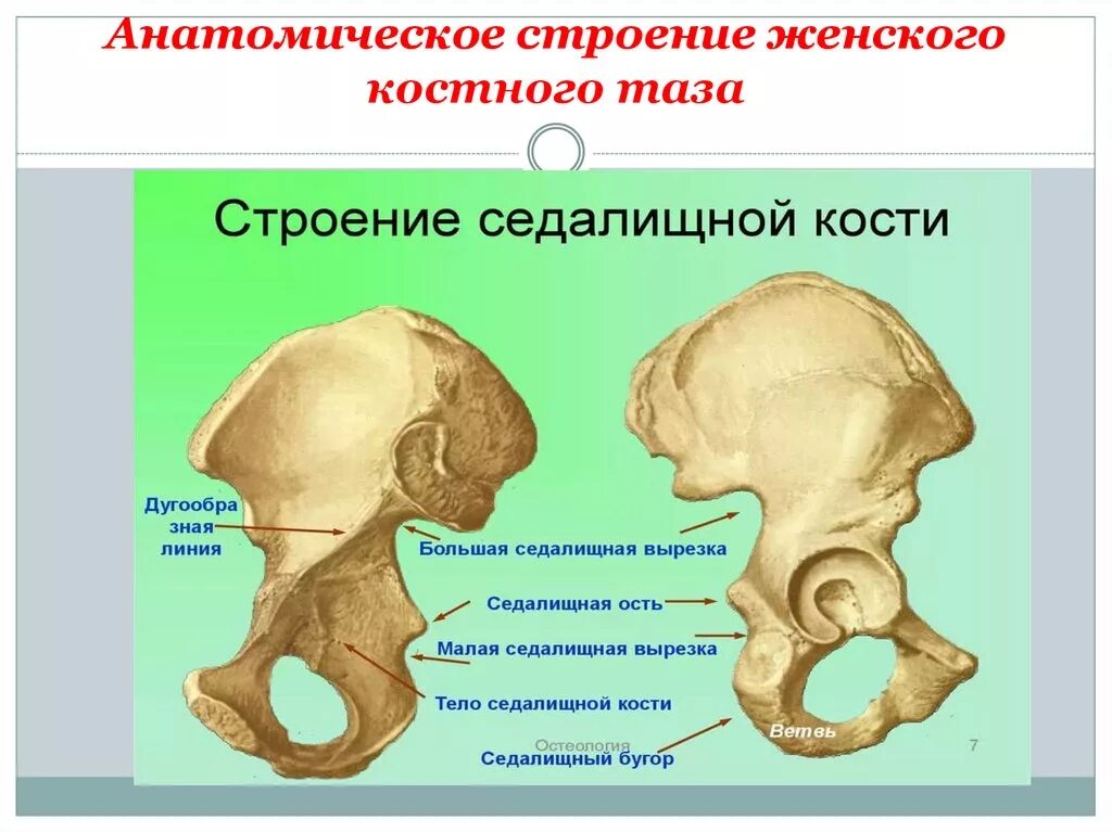 Правая лонная кость где находится фото Имеются малый и большой: найдено 83 изображений