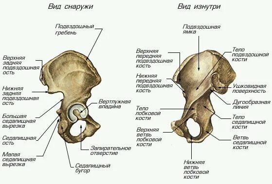 Правая лонная кость где находится фото Правая Тазовая кость - Мегаэнциклопедия Кирилла и Мефодия - медиаобъект