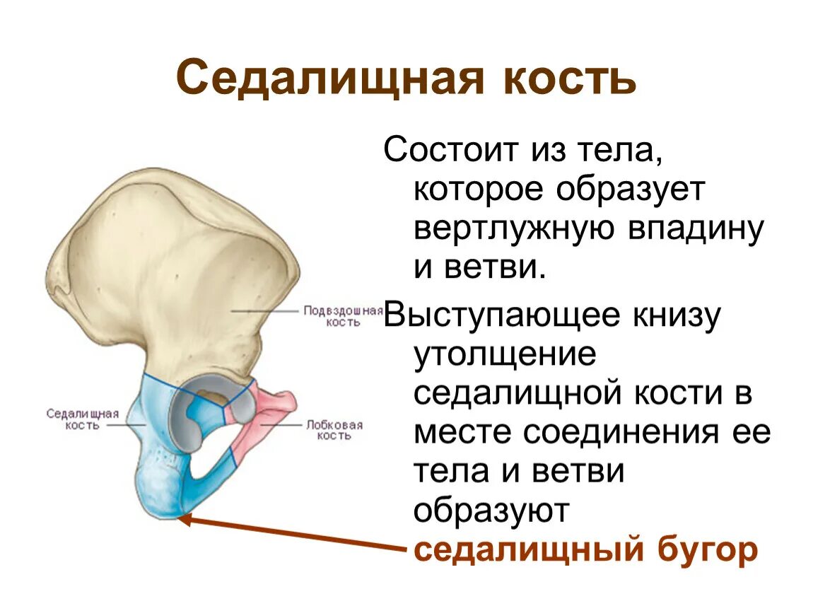 Правая лонная кость где находится фото Нервная система