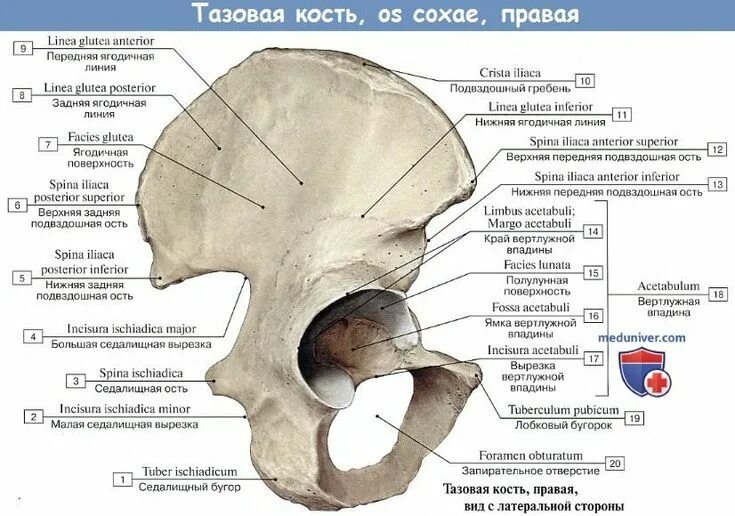 Правая лонная кость где находится фото Анатомия тазовой кости - пояса нижней конечности Анатомия, Тазовые кости, Уроки 