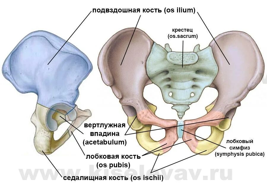 Правая лонная кость где находится фото Скелет человека фото с описанием костей таза - Азимут Тур